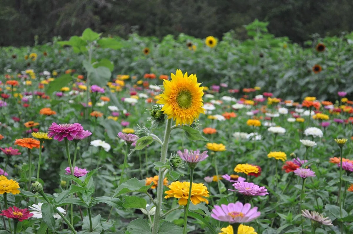 Poppell Farms