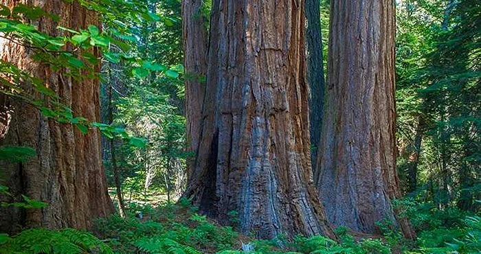 Tahoe National Forest Headquarters