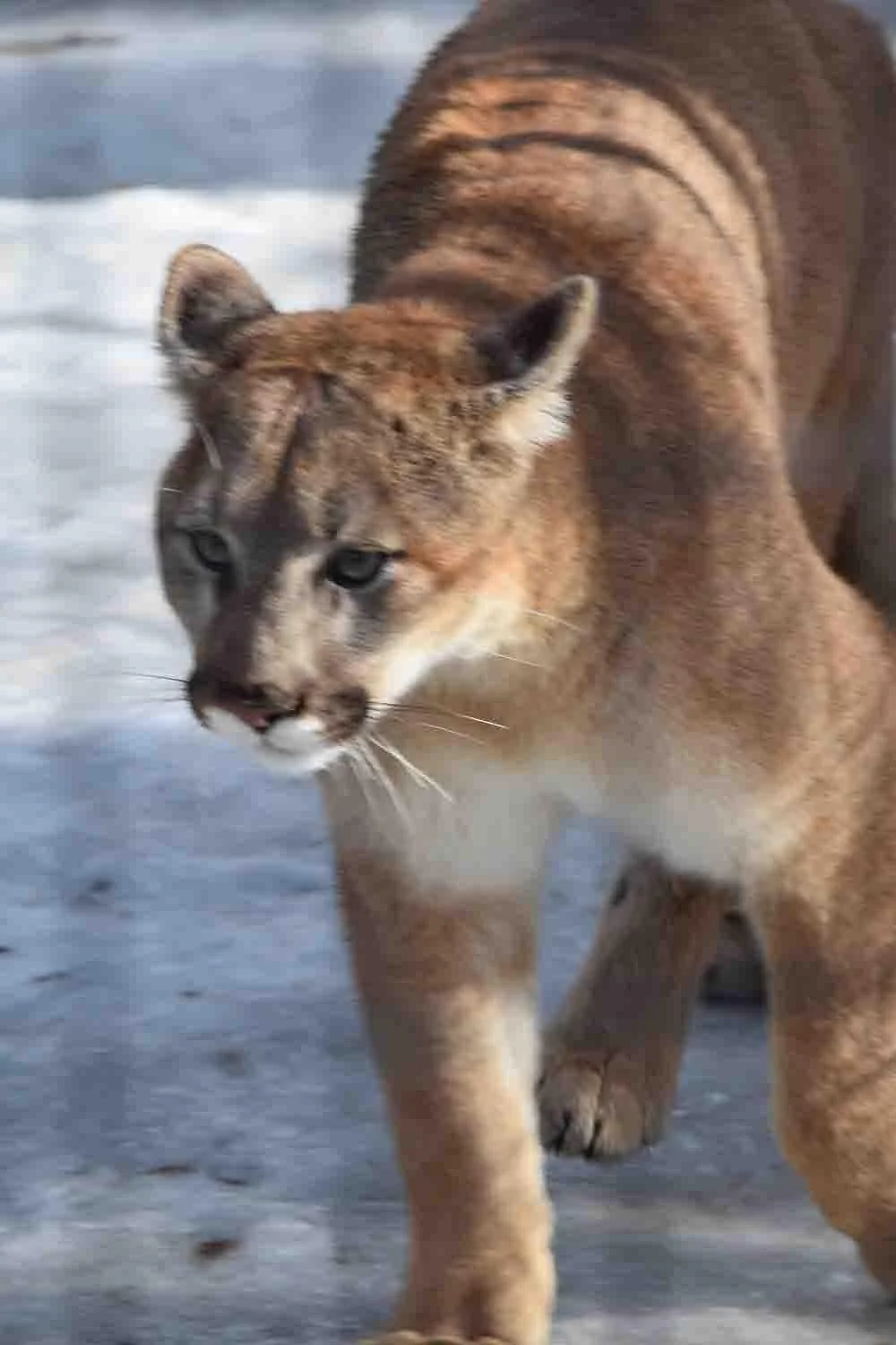 Lincoln Park Zoo