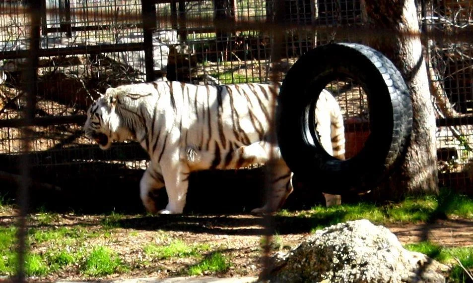 International Exotic Animal Sanctuary