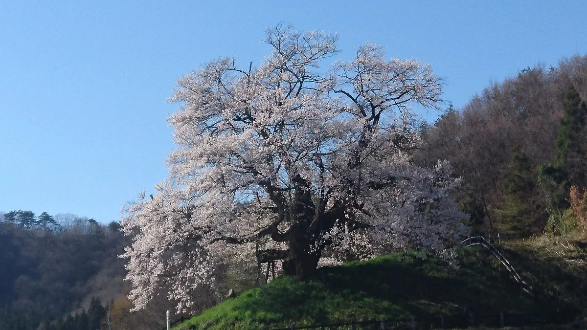 Hocchi no Higan Cherry Blossoms