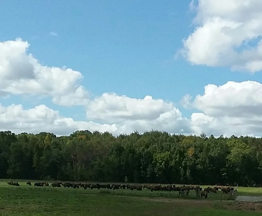 Buffalo Overlook