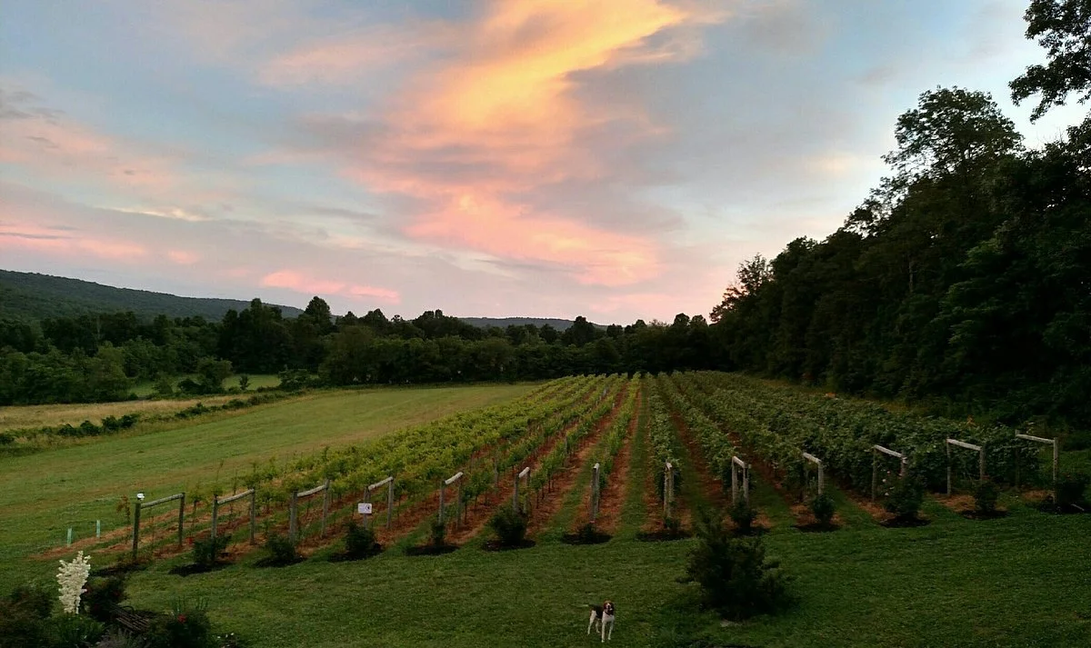 Red Heifer Winery