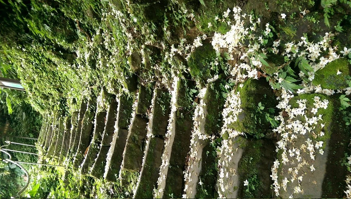 Tucheng Tung Blossom Trail, Tung Blossom Park