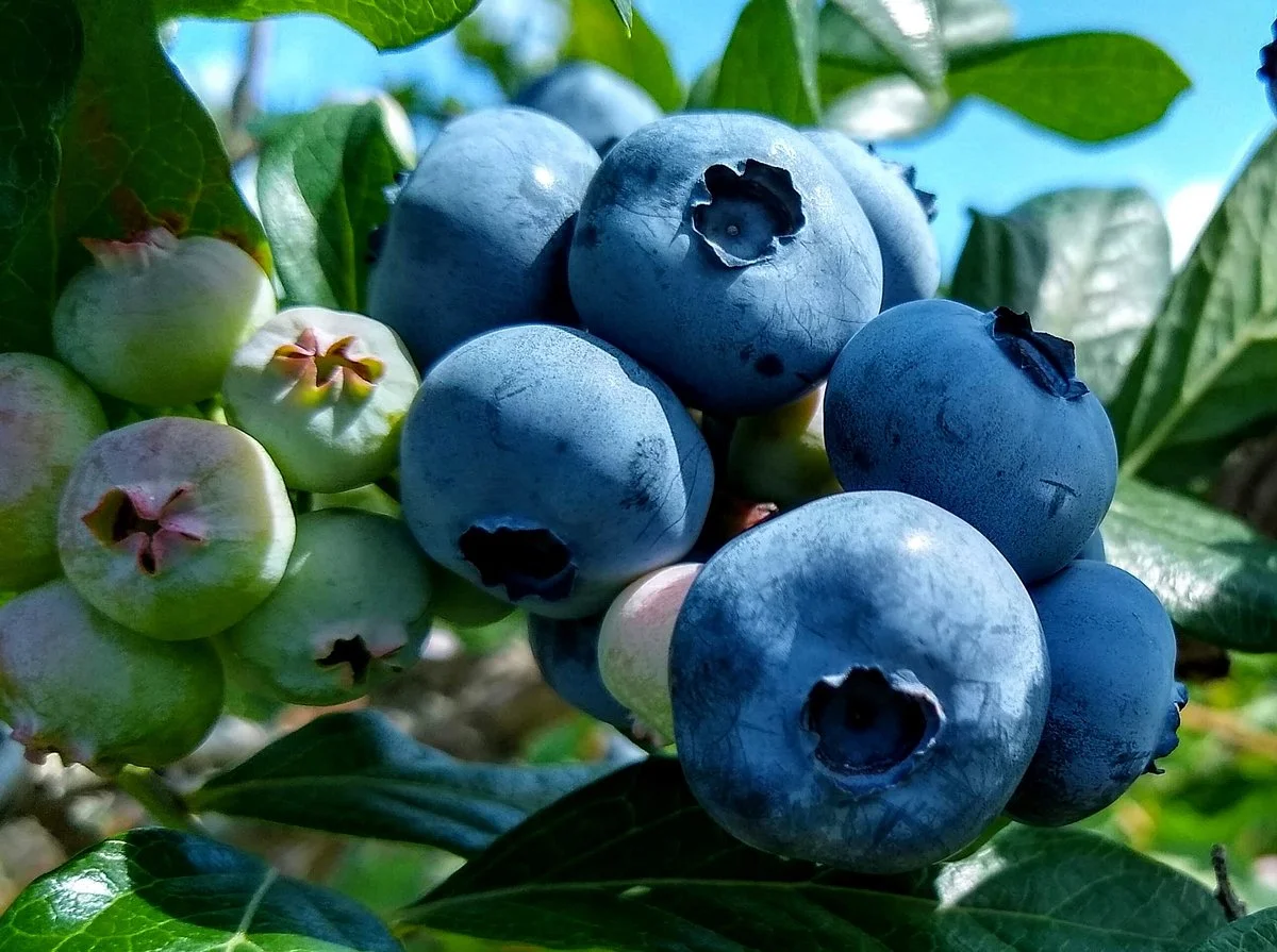Ingalls Blueberry Hill