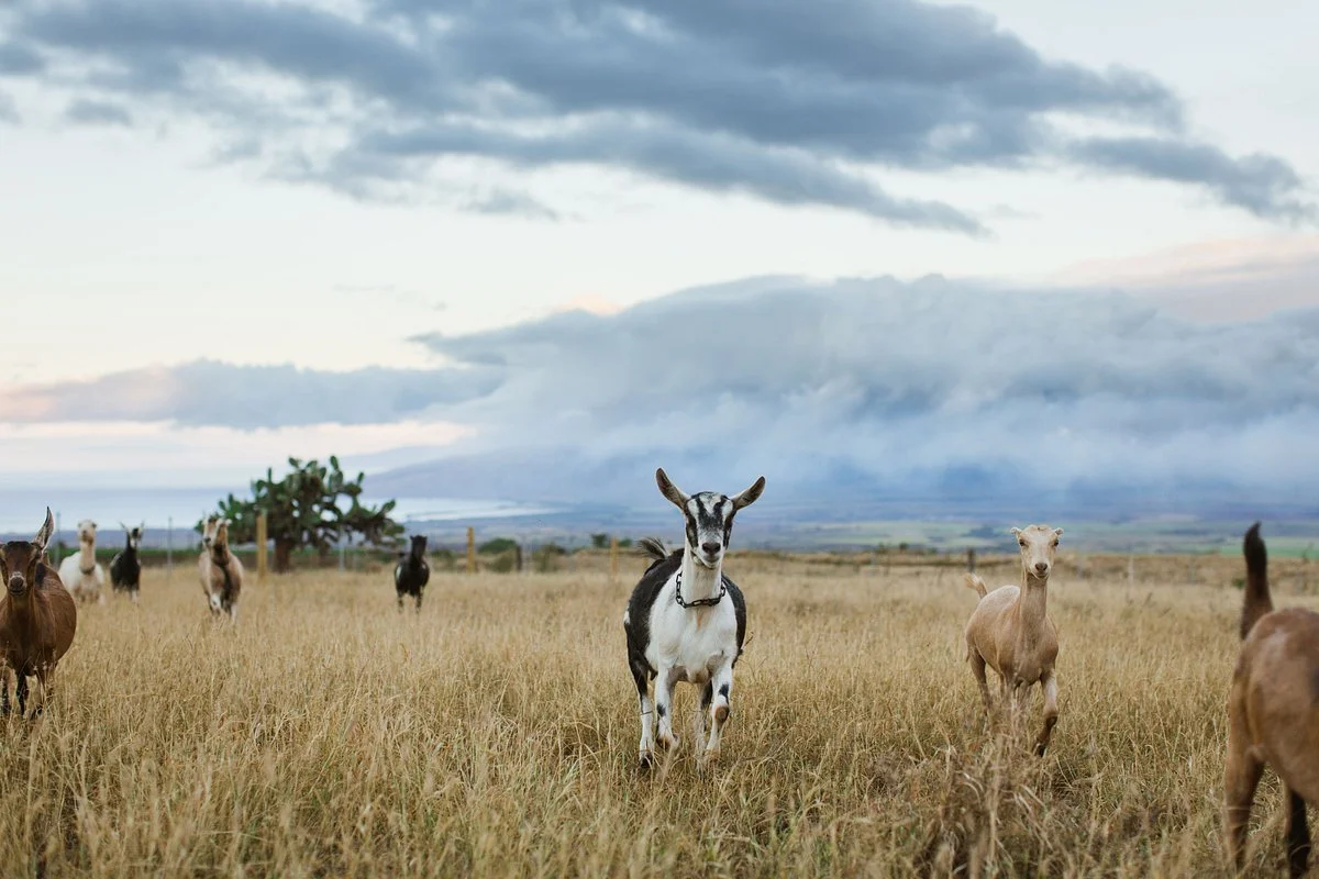 Haleakala Creamery