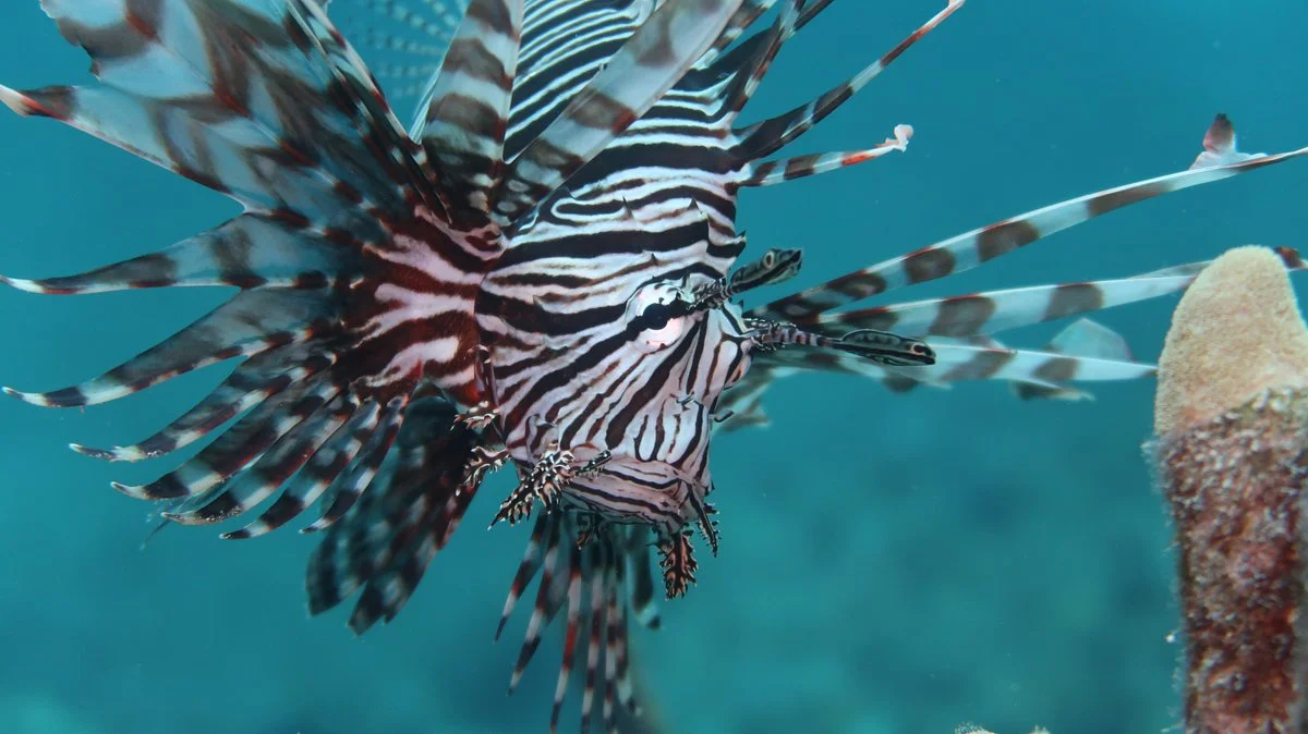 Cardona Reef