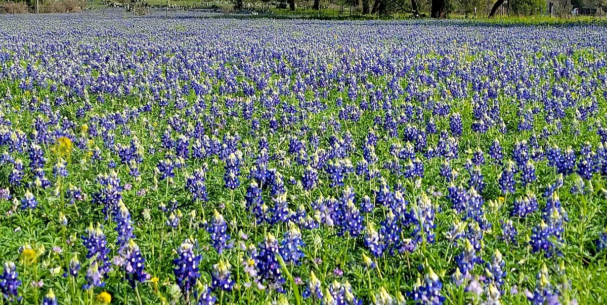 The Bluebonnet House