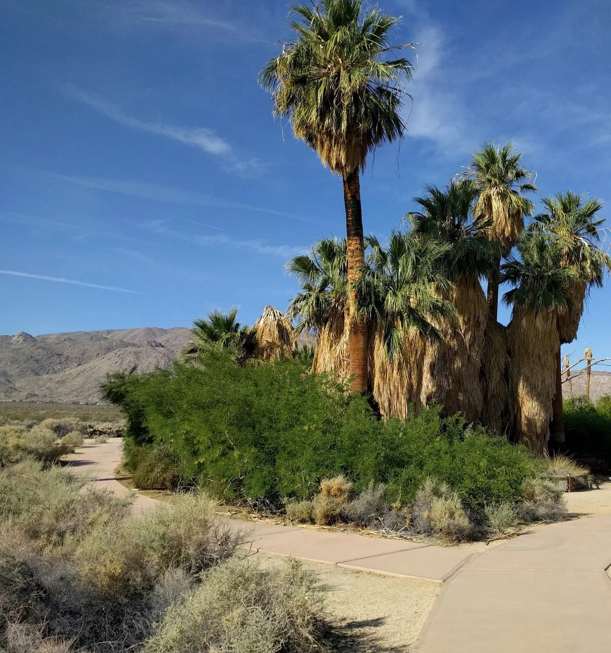 Twentynine Palms Oasis (Oasis of Mara)