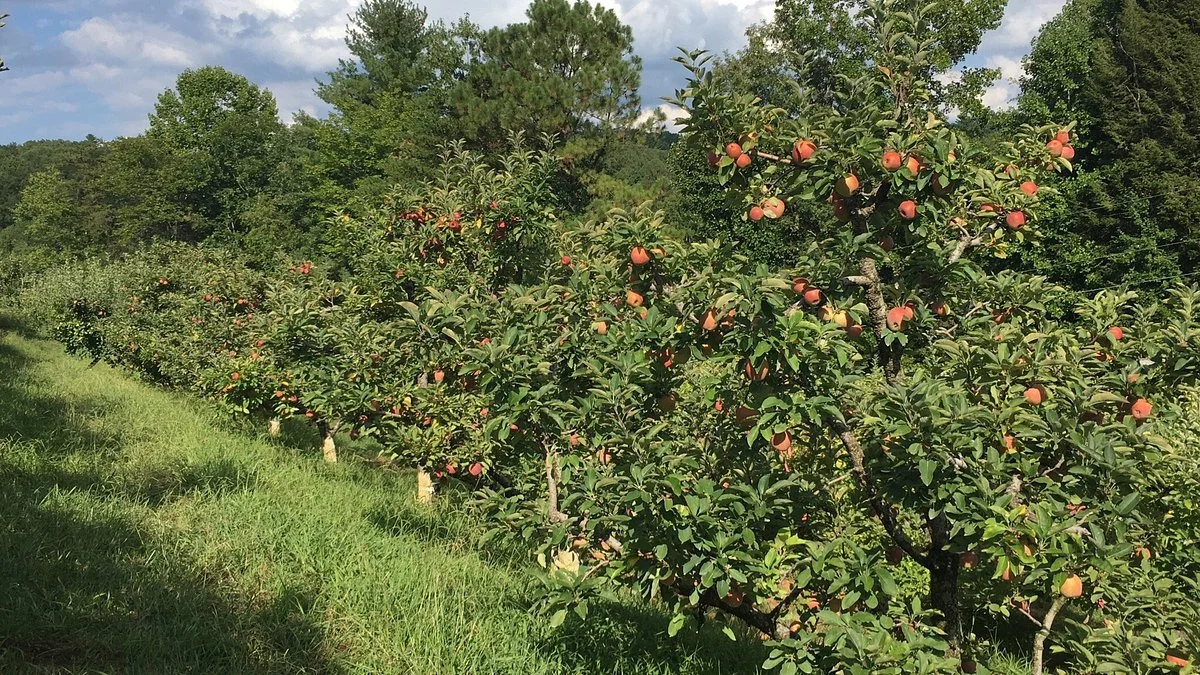 Red Apple Barn