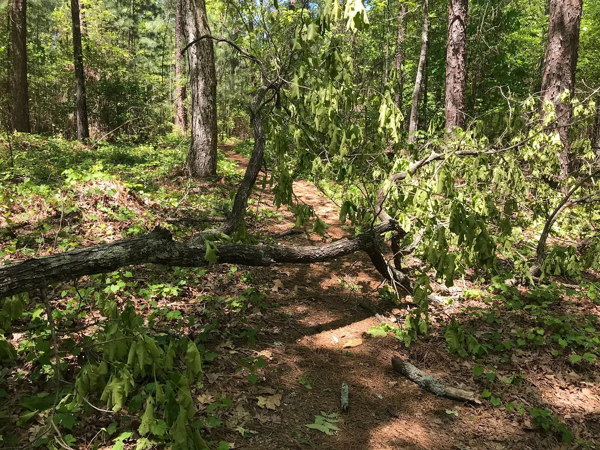 Harbison State Forest