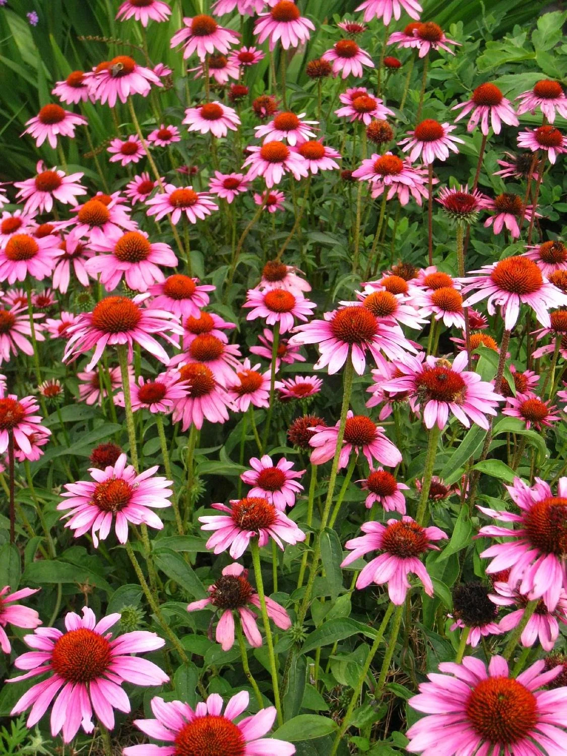 Polly Hill Arboretum