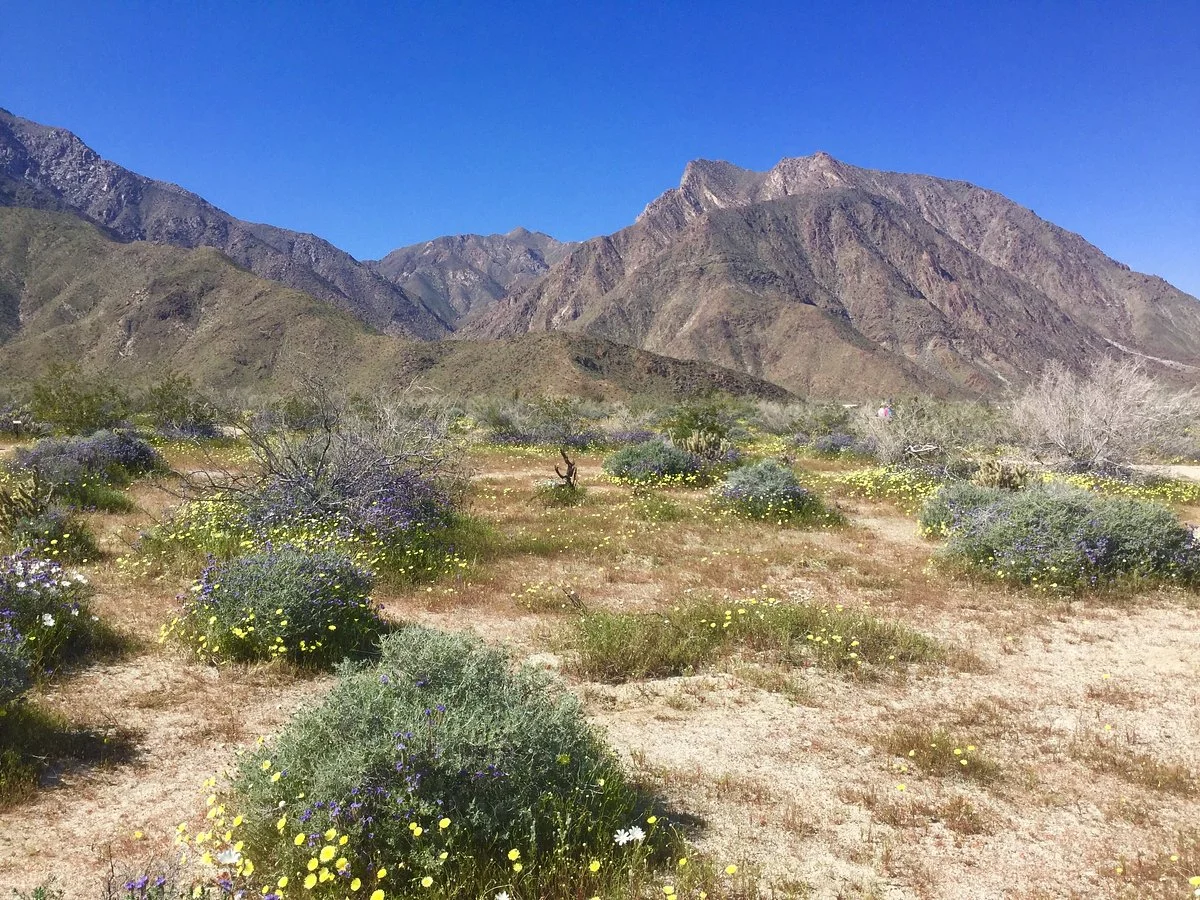Desert Gardens