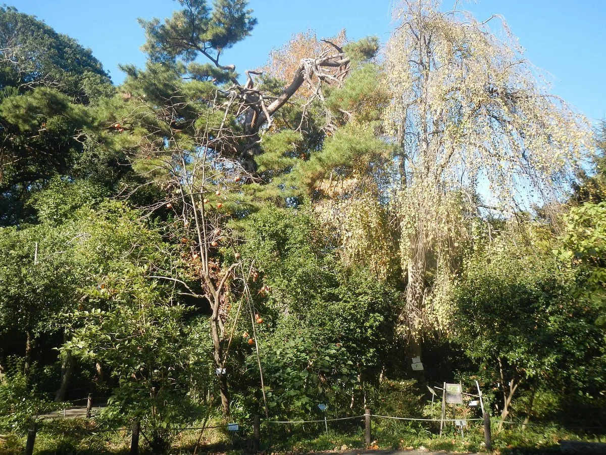 Koshigaya Aritaki Botanical Garden