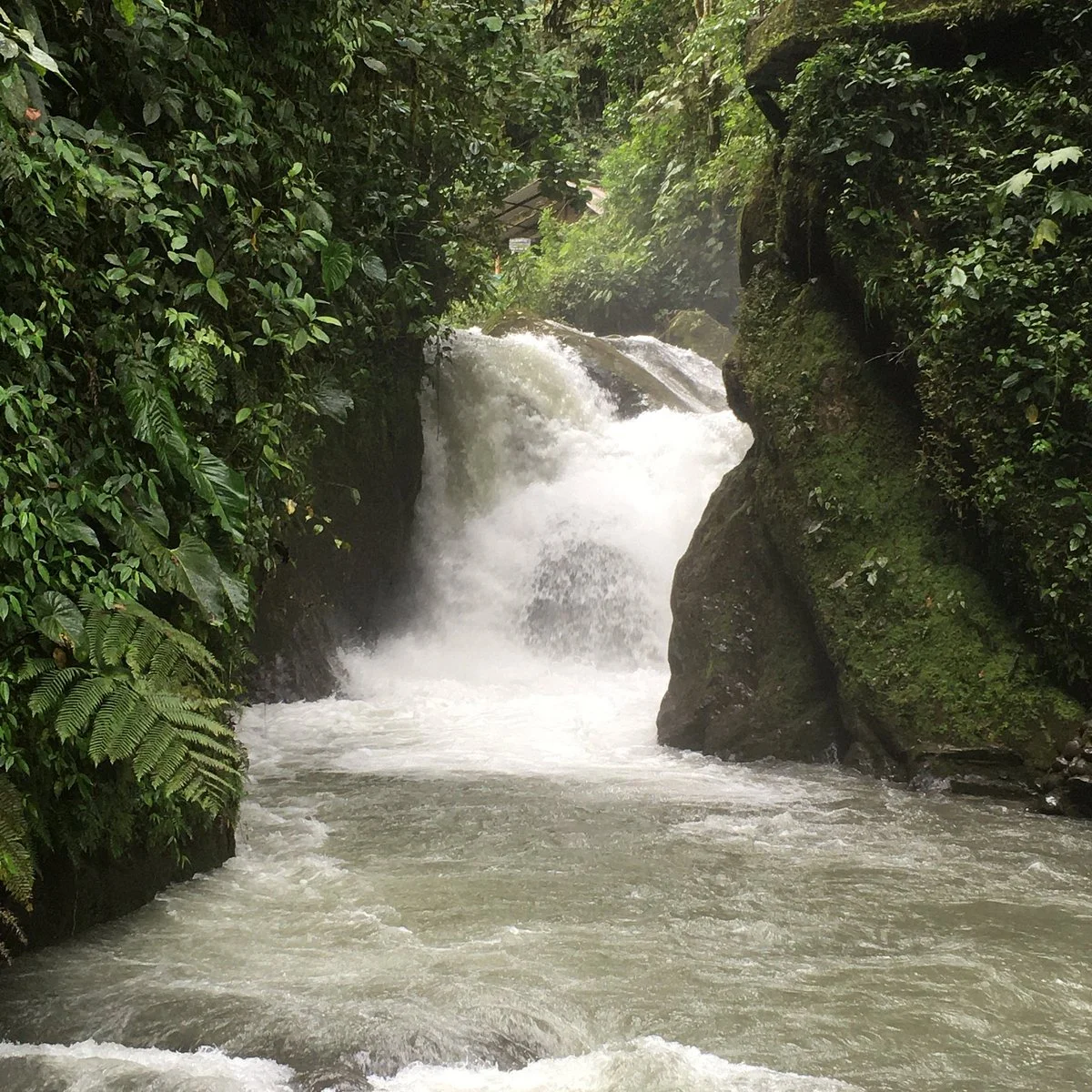 Mindo Nambillo Cloud Forest Reserve