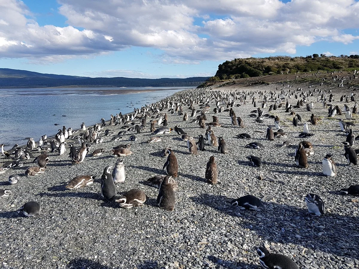 Isla Martillo