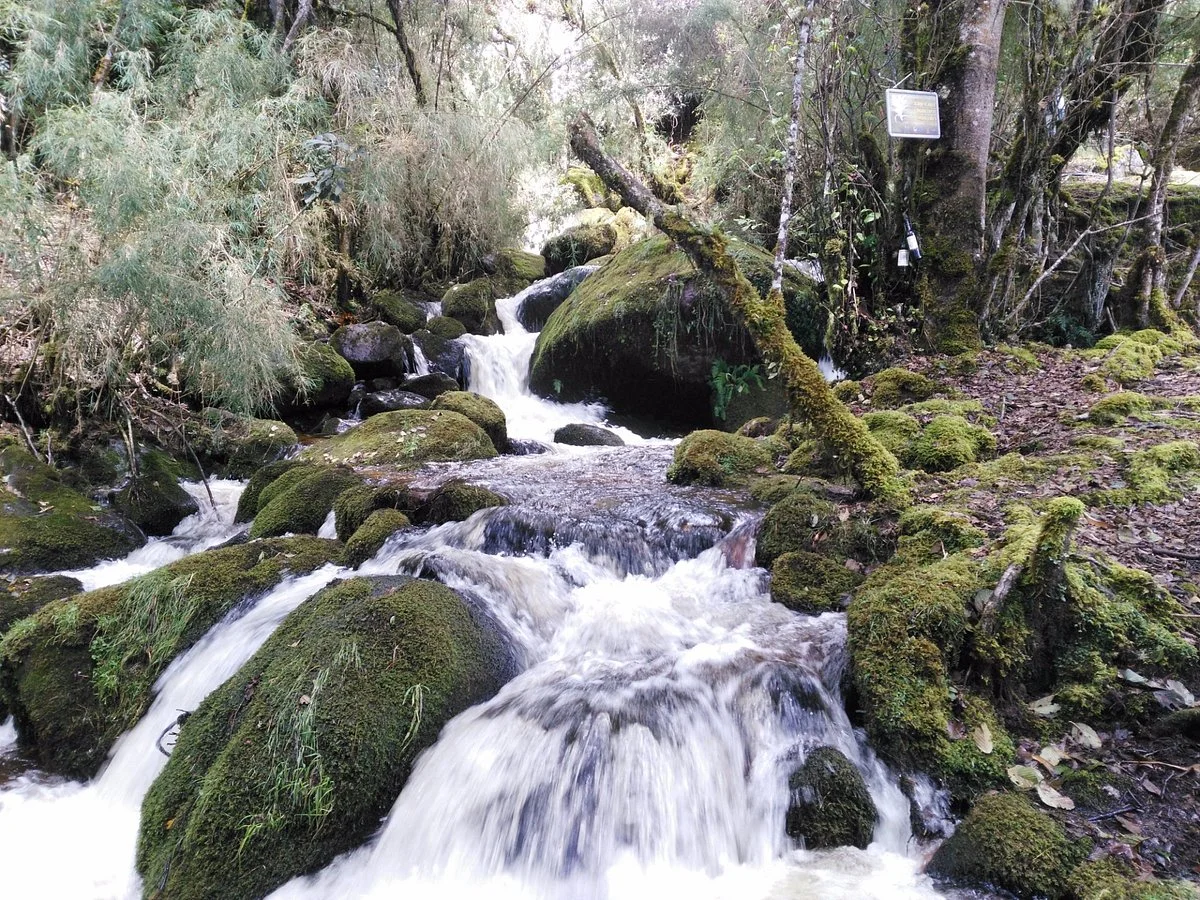 Reserva Natural El Chochal de Siecha