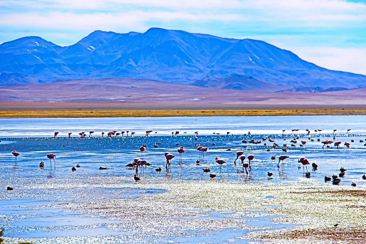 Salar de Tara
