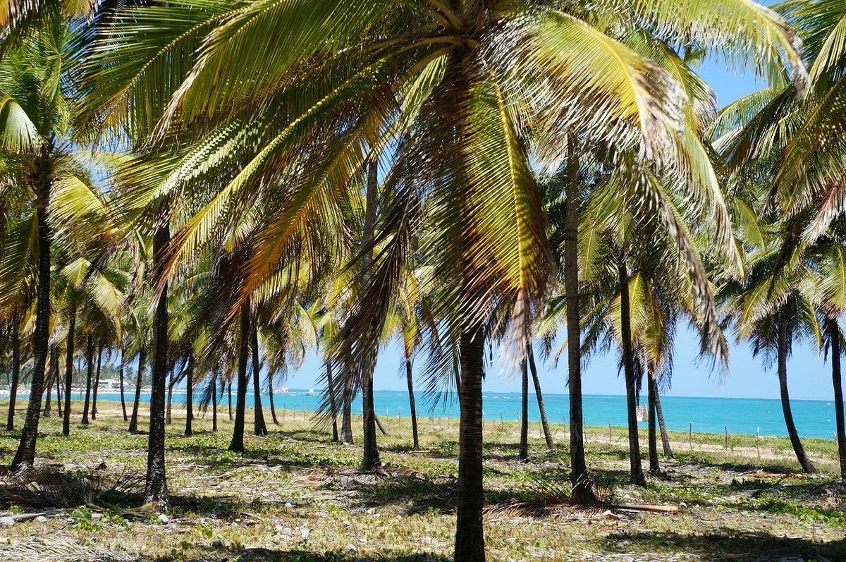 Praia De Maracaipe