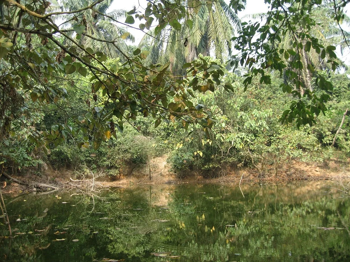 Satchari National Park