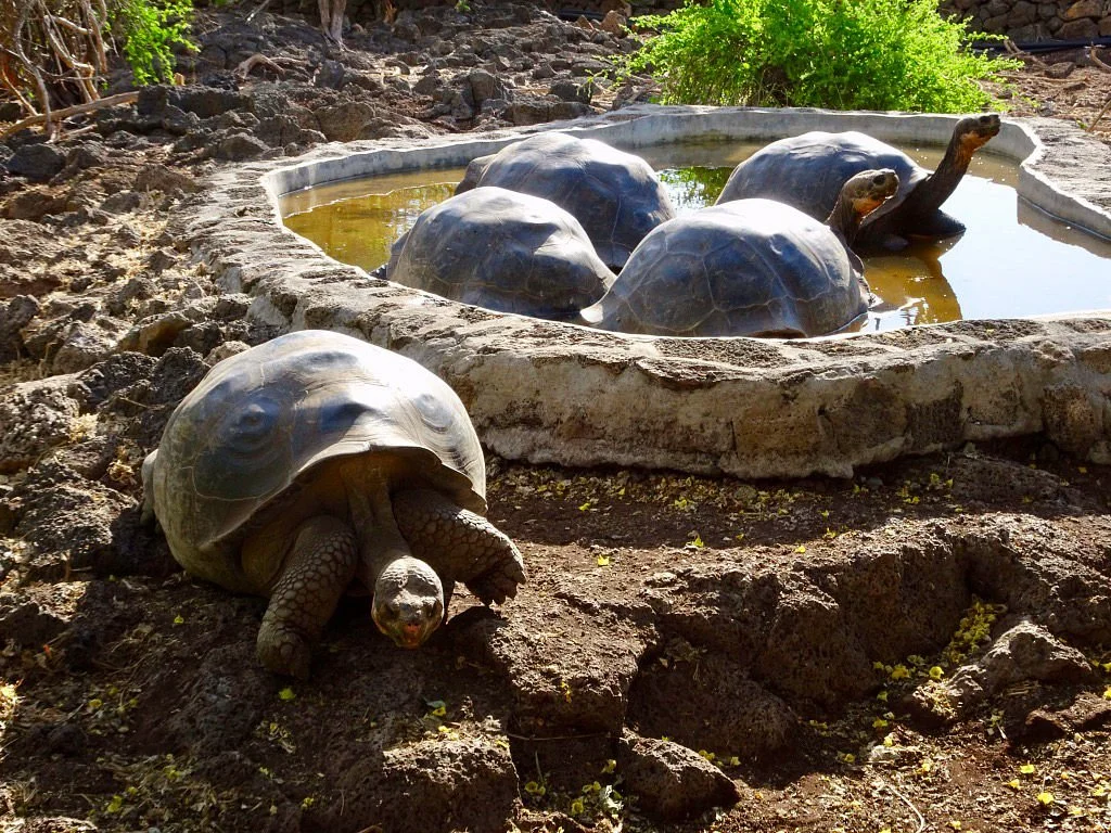 Charles Darwin Research Station