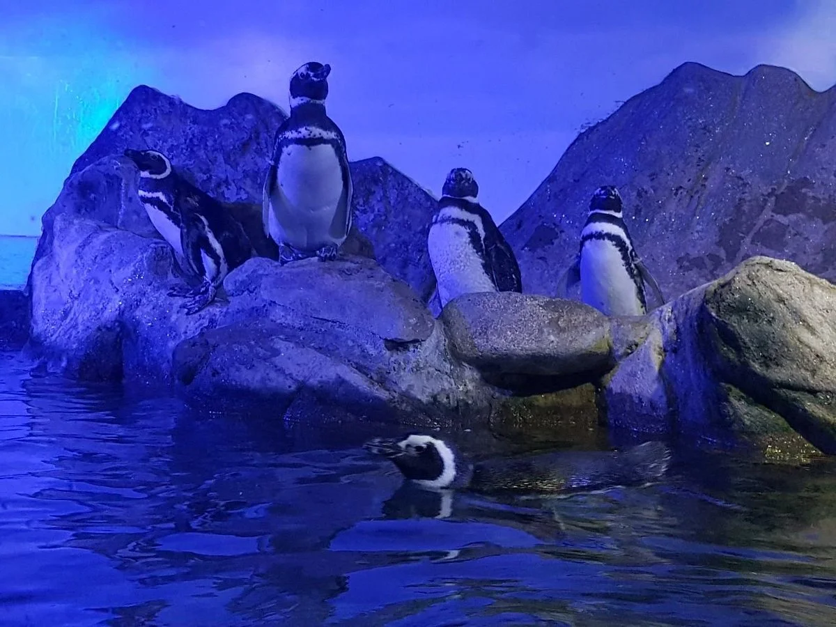 Ubatuba Aquarium