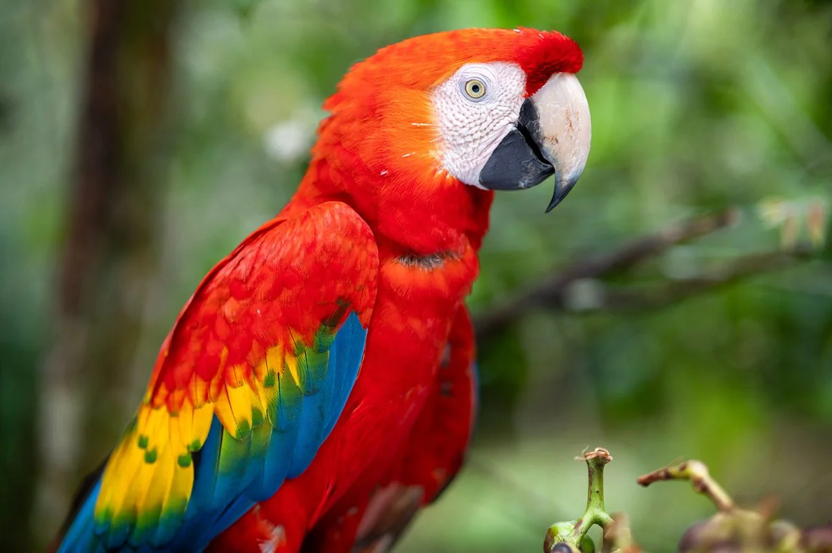 Amazoonico Animal Rescue Centre