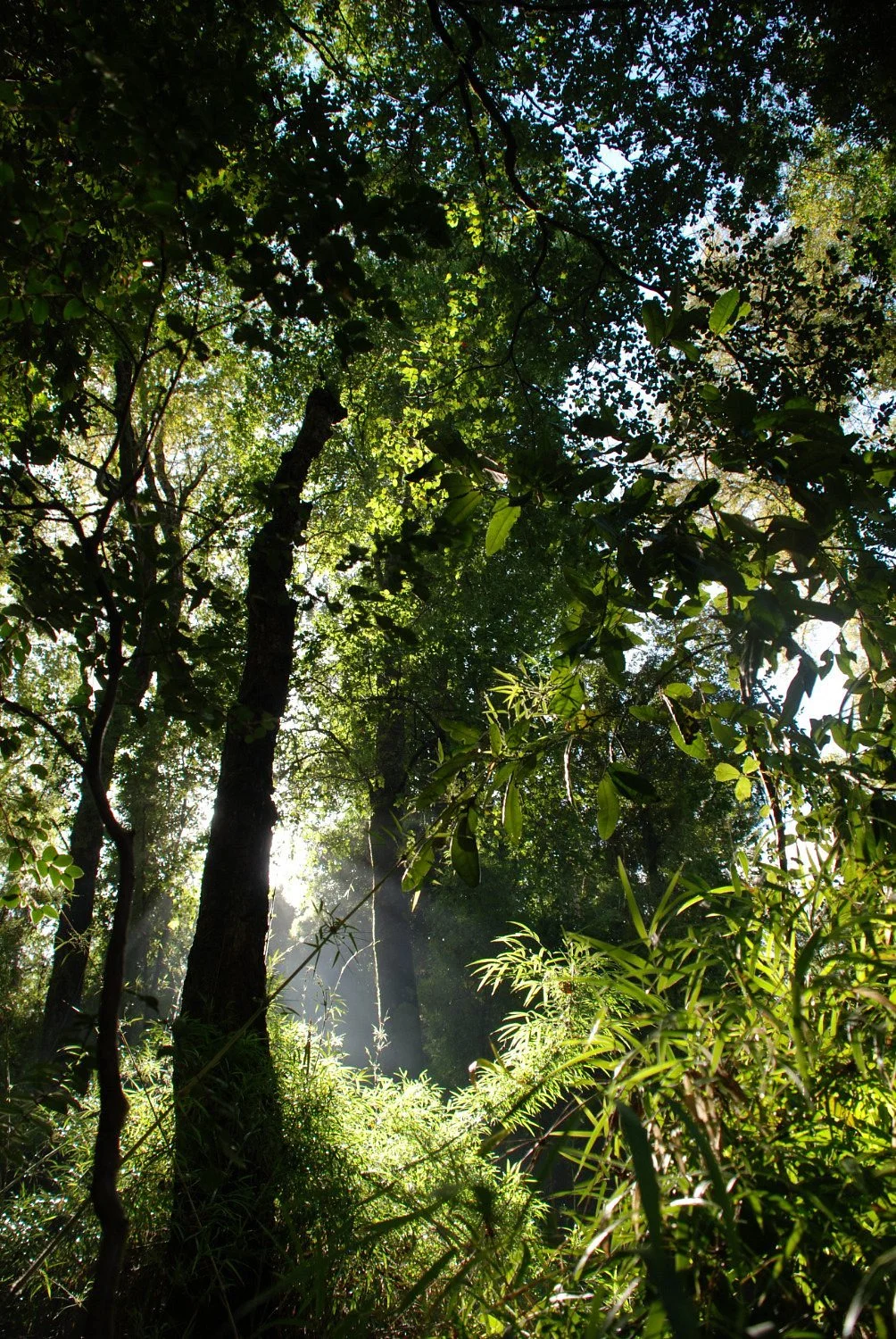 Reserva Nacional Nonguen