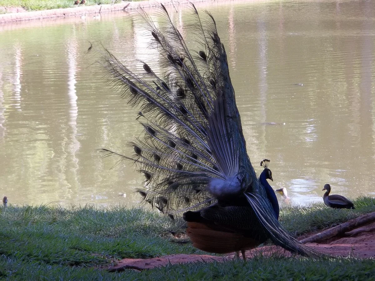 Zoologico Municipal de Sao Jose do Rio Preto