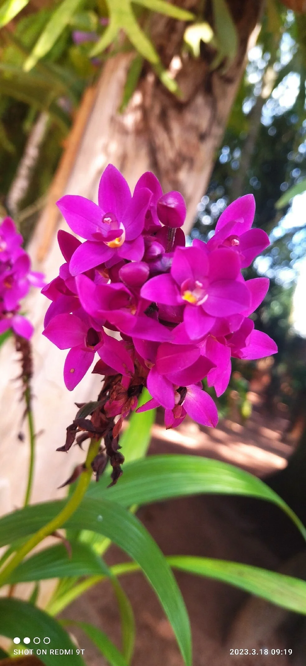 Orquidário Aguapey