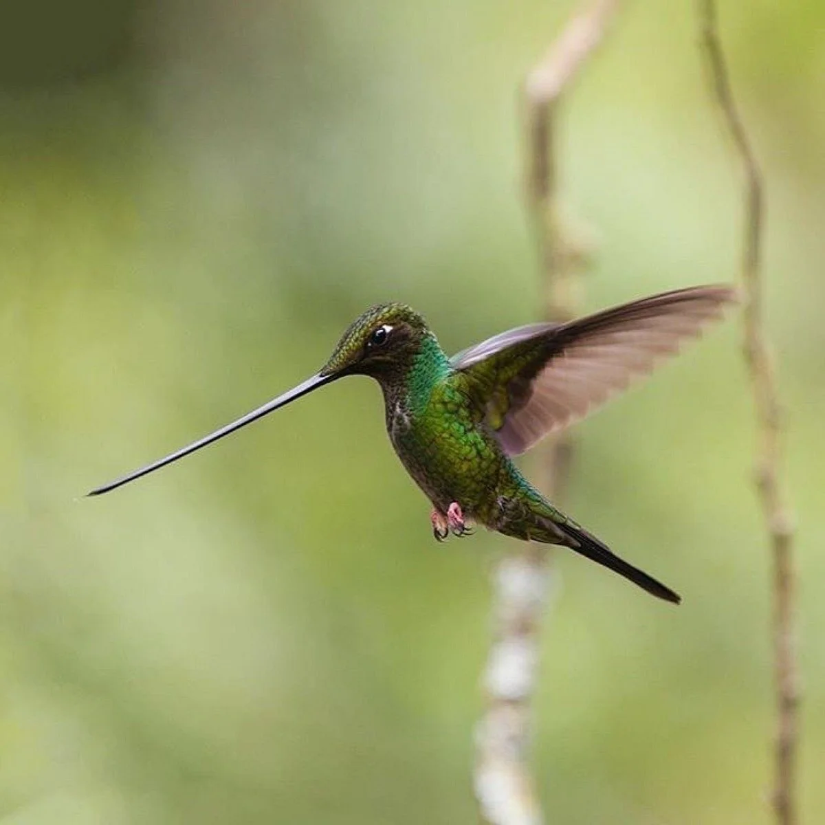 Observatorio de Colibries