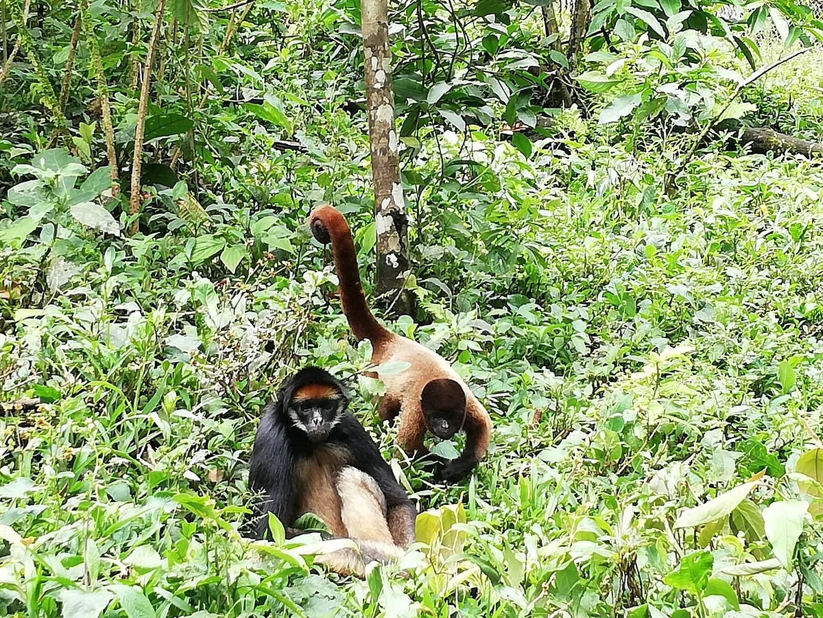 Fundacion Los Monos Selva y Vida