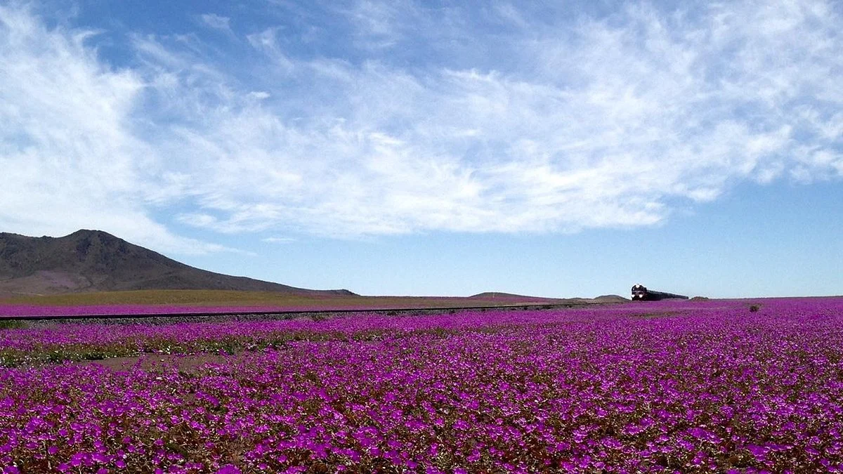 Desierto Florido
