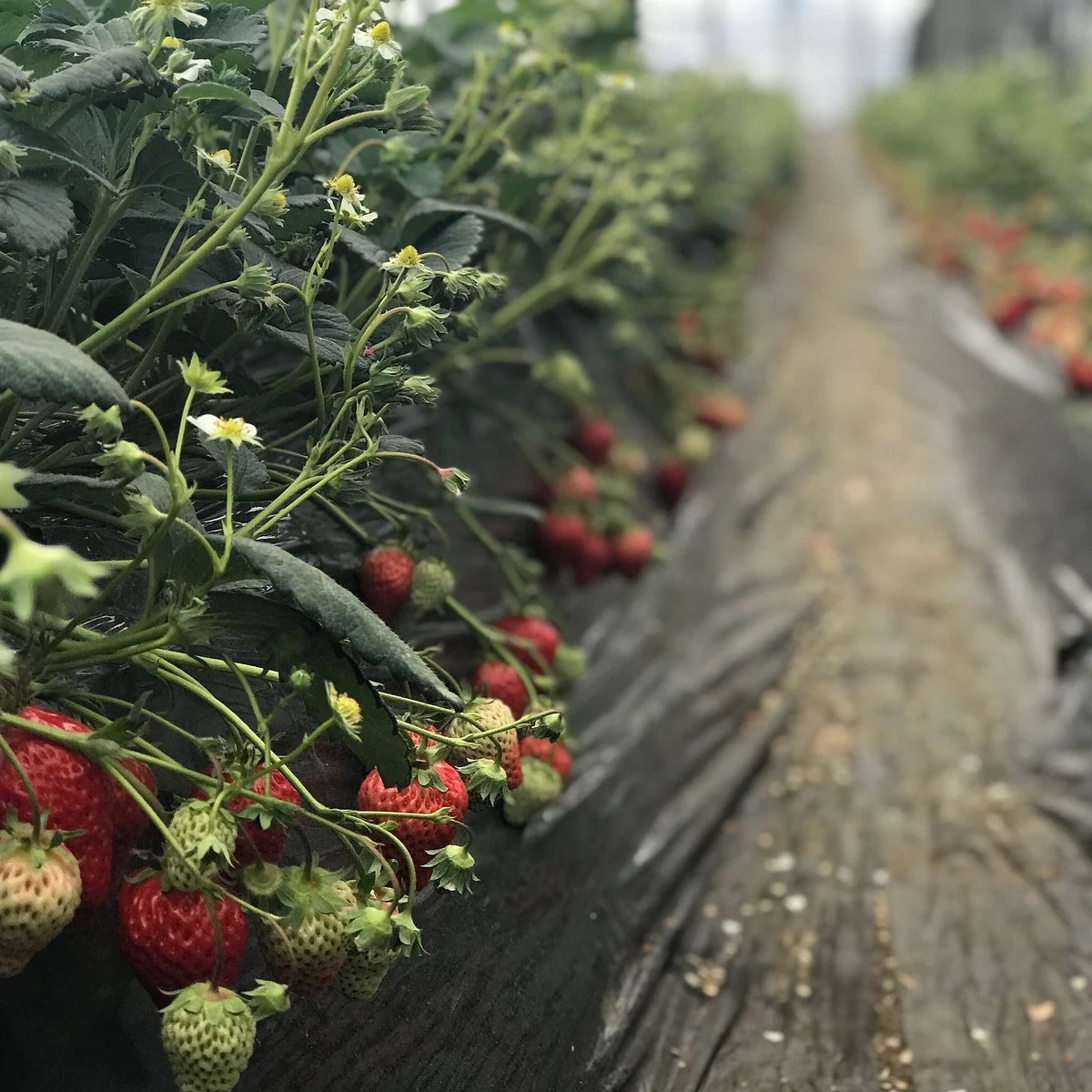 Ozawa Farm