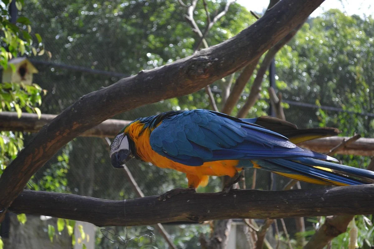 Zoo Park da Montanha