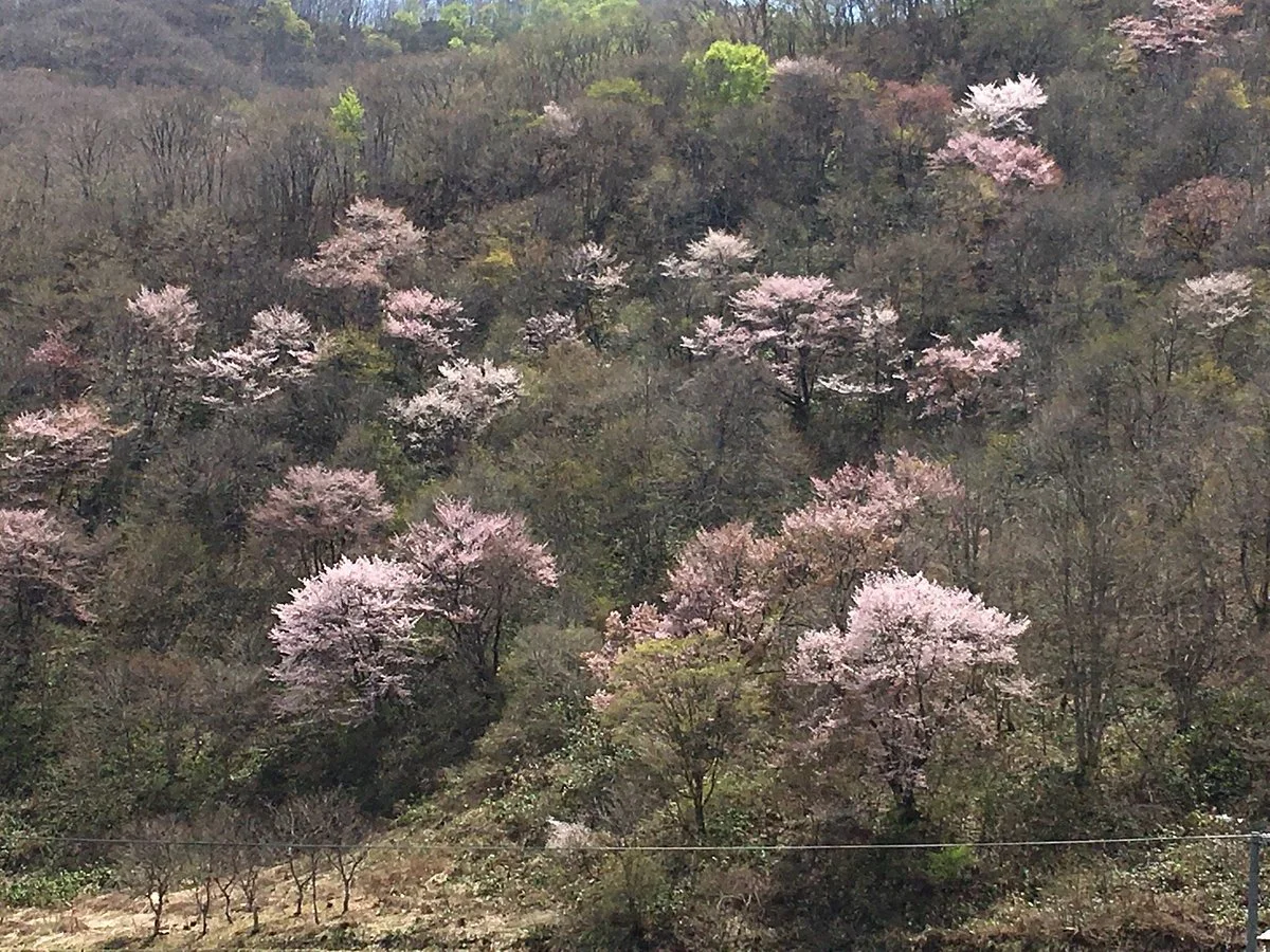 Toakano Yamazakura