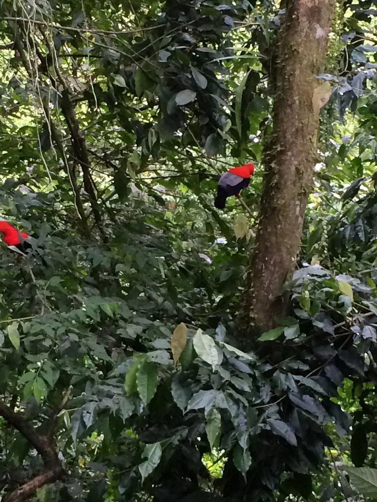 Gallito de Roca Preserve
