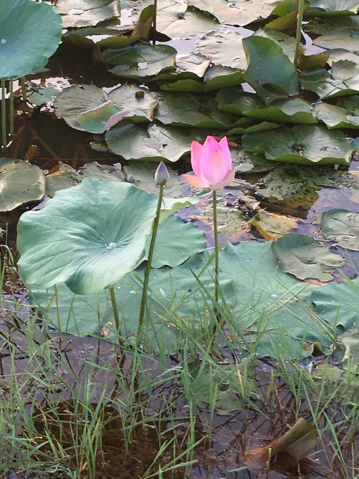 Tasik Denai Alam