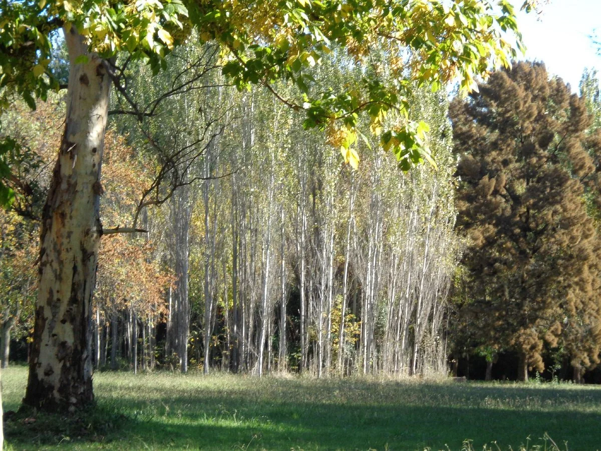 Parque Los Robles