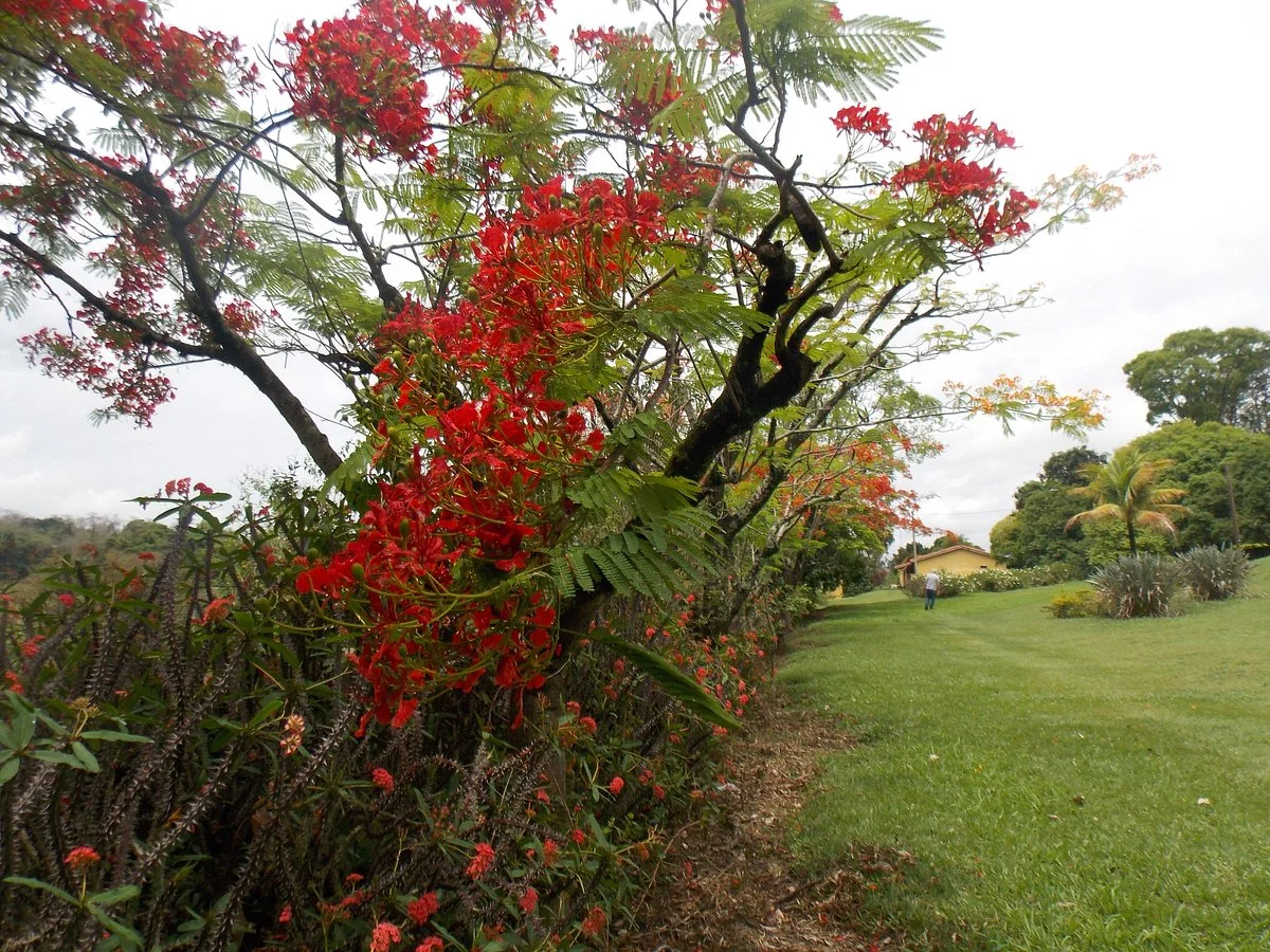 Fazenda Santo Antonio da Bela Vista
