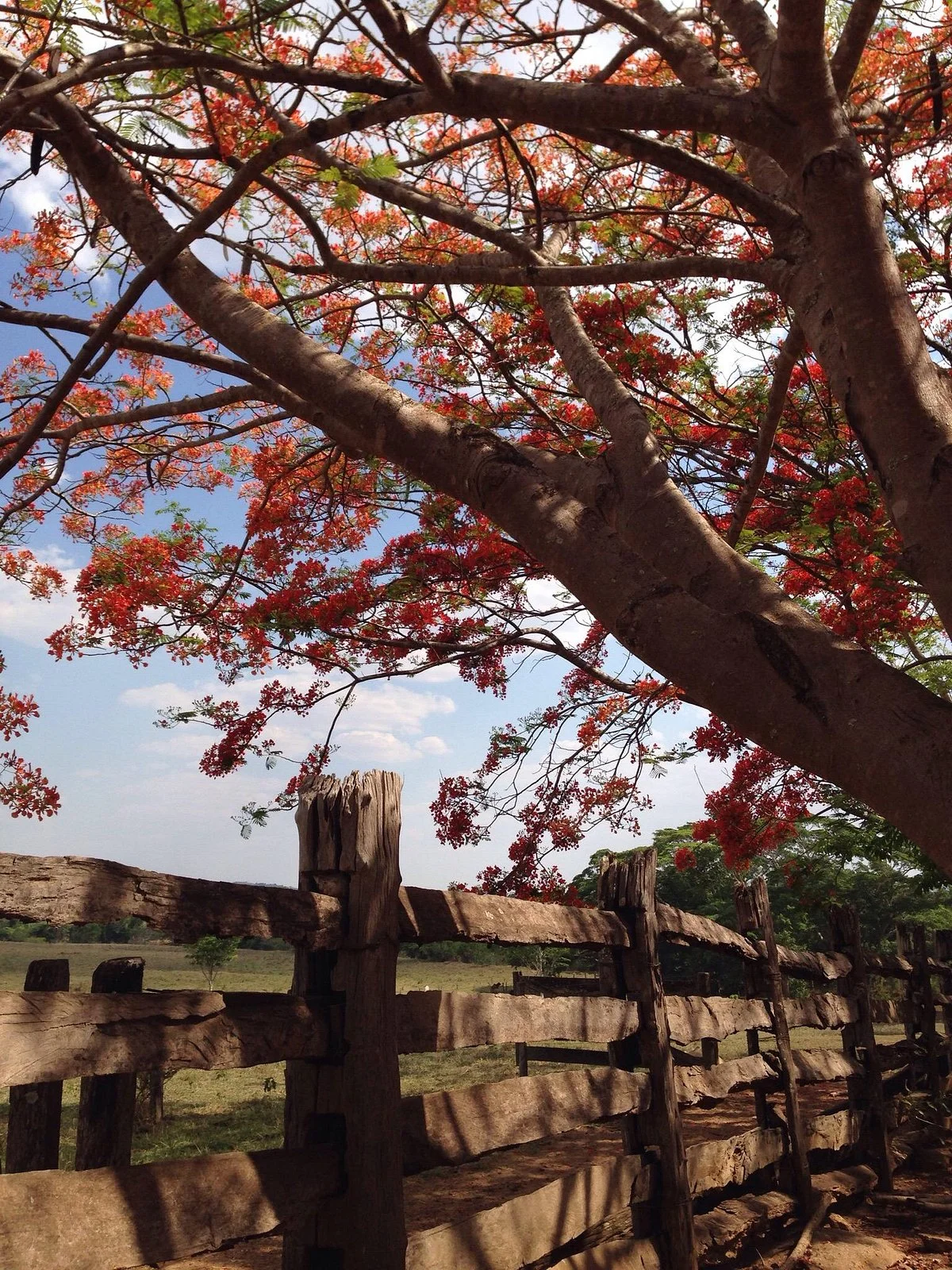 Fazenda Babilônia