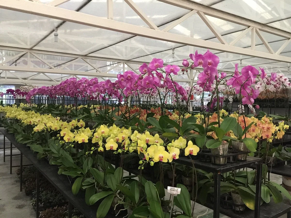 World Of Phalanopsis
