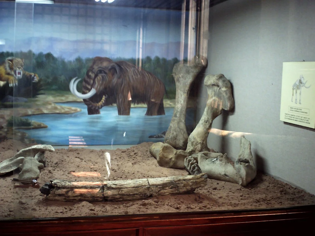 Museo Arqueologico de la Universidad