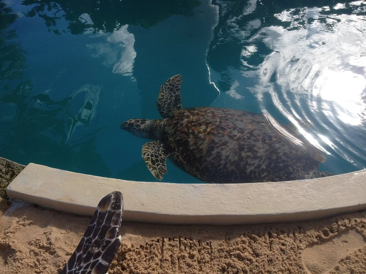 Museu ao Céu Aberto da Tartaruga Marinha