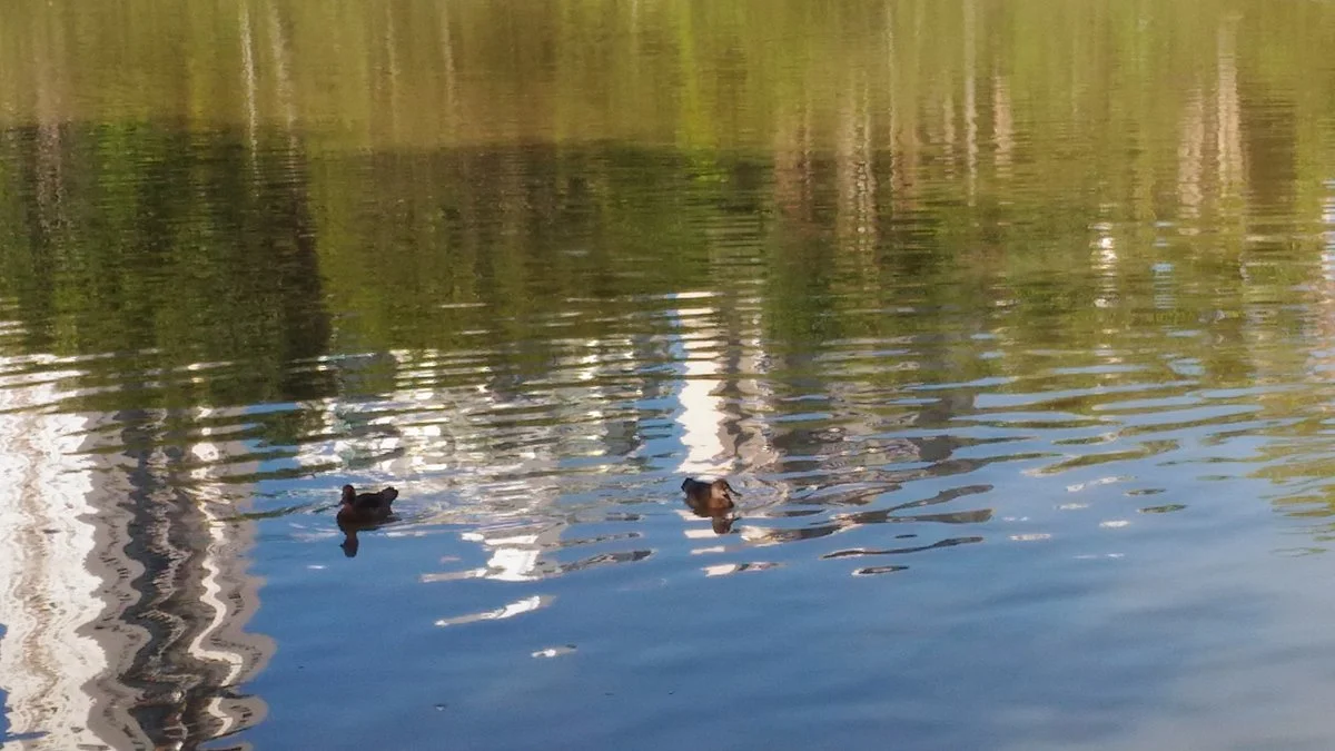 Parque Ecológico de Águas Claras