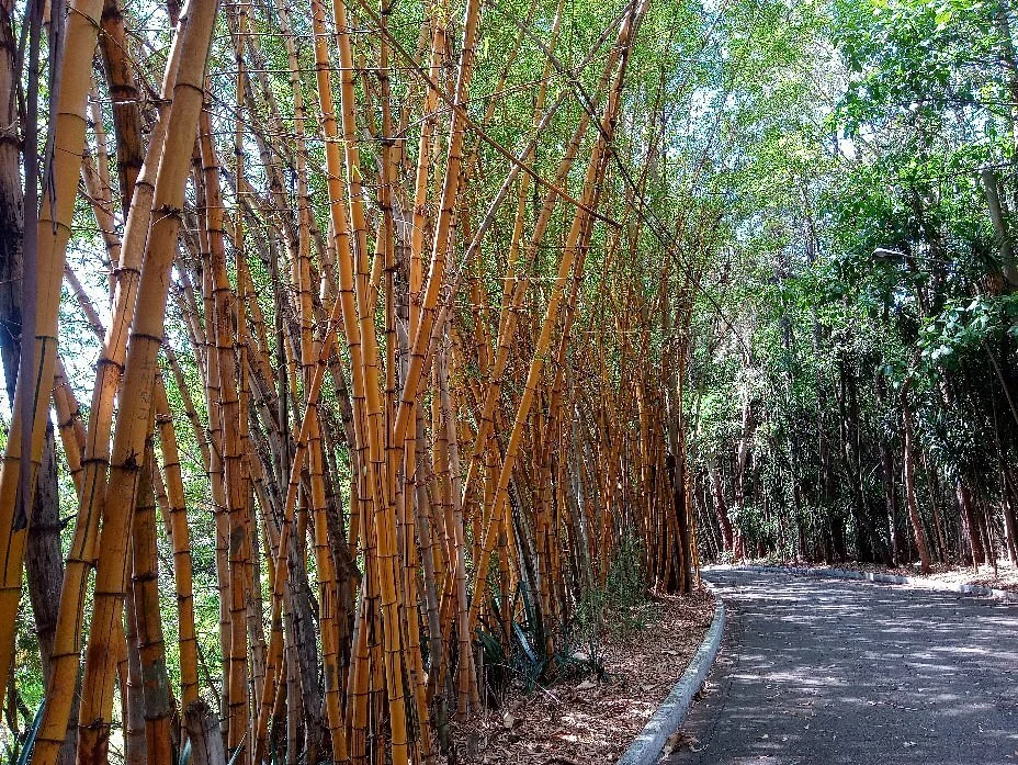 Parque Natural Municipal Chico Mendes
