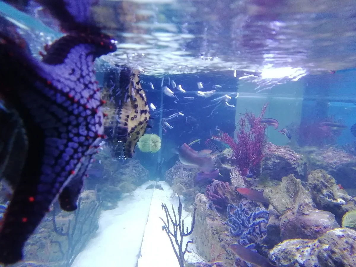 Acuario Mundo Hippocampus