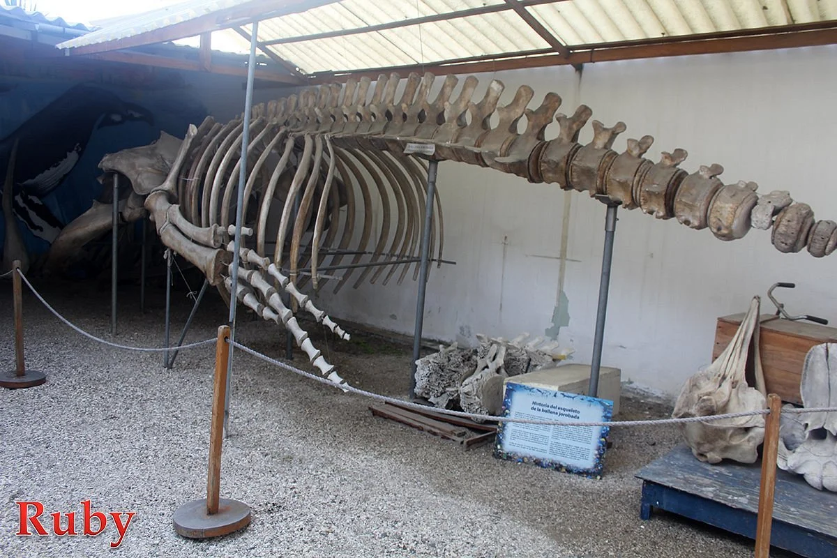 Museo de las Ballenas