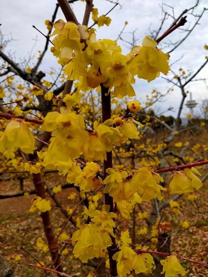 Robai Park