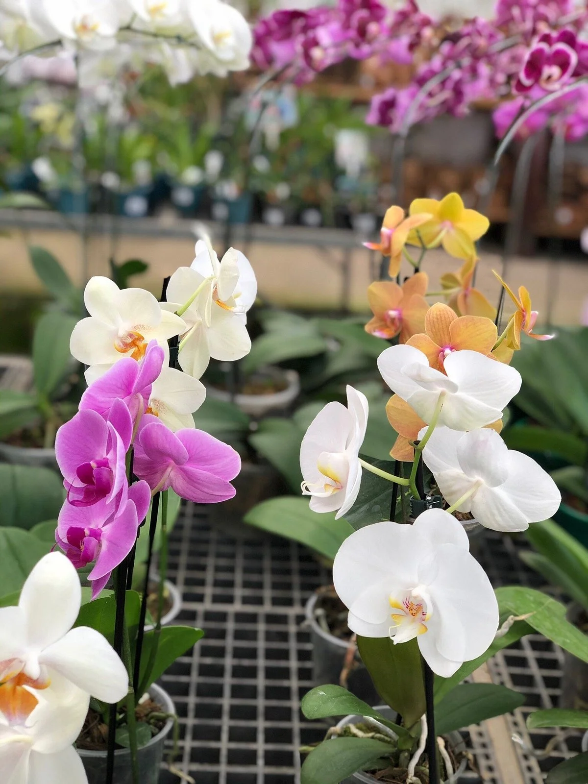 Orquidario Oriental